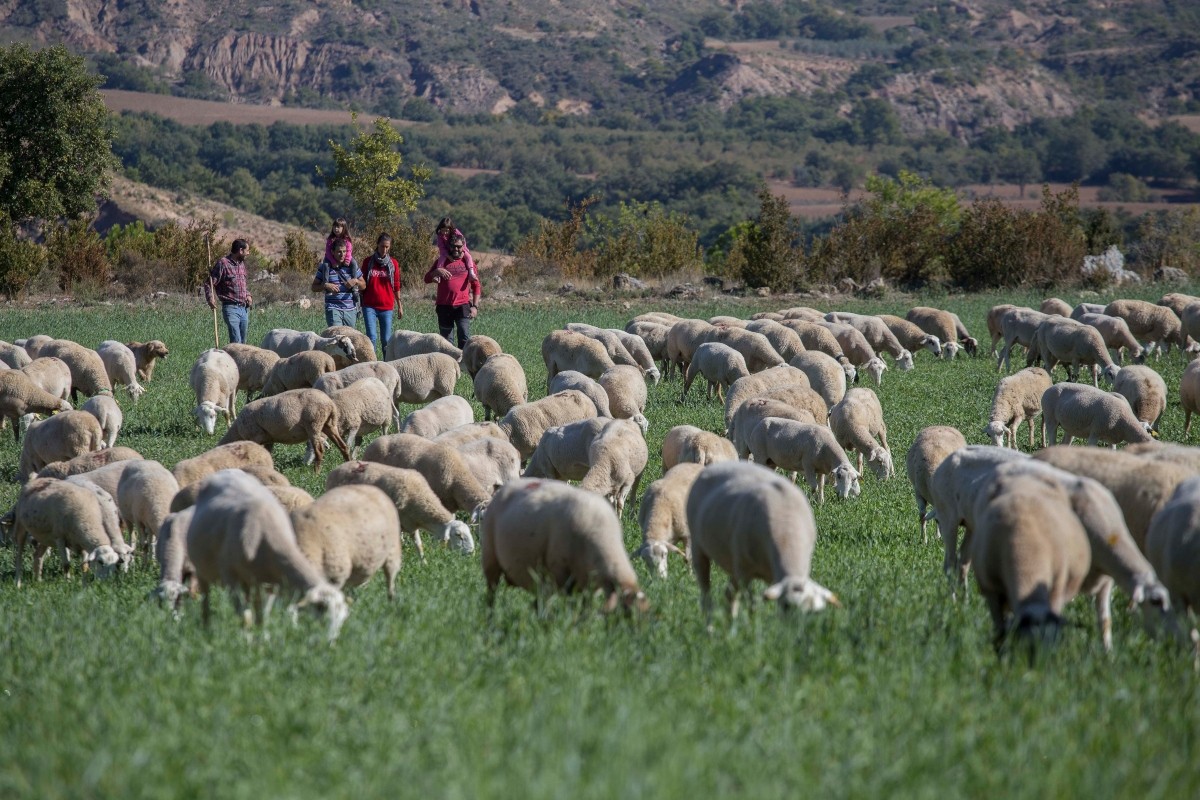Una família passejant al costat d'un ramat d'ovelles