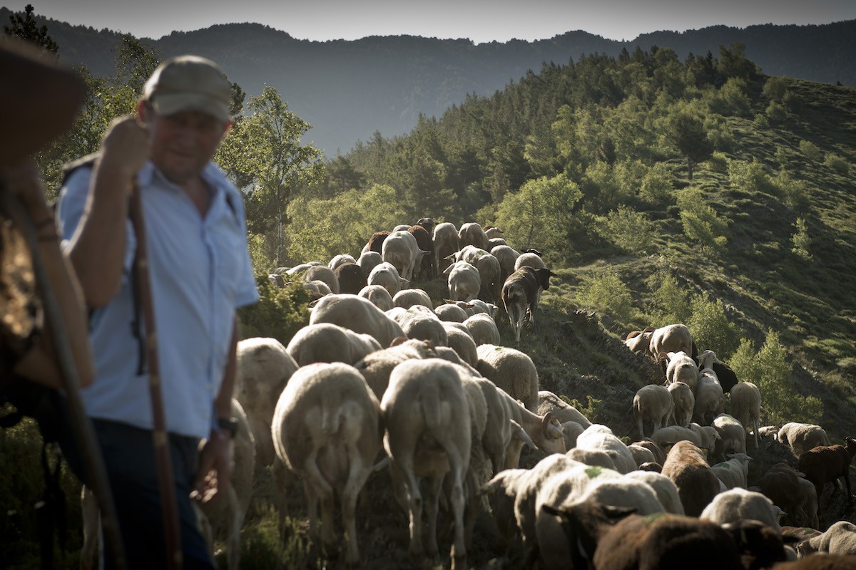 Imatge d’un pastor i el seu ramat que apareixen al documental