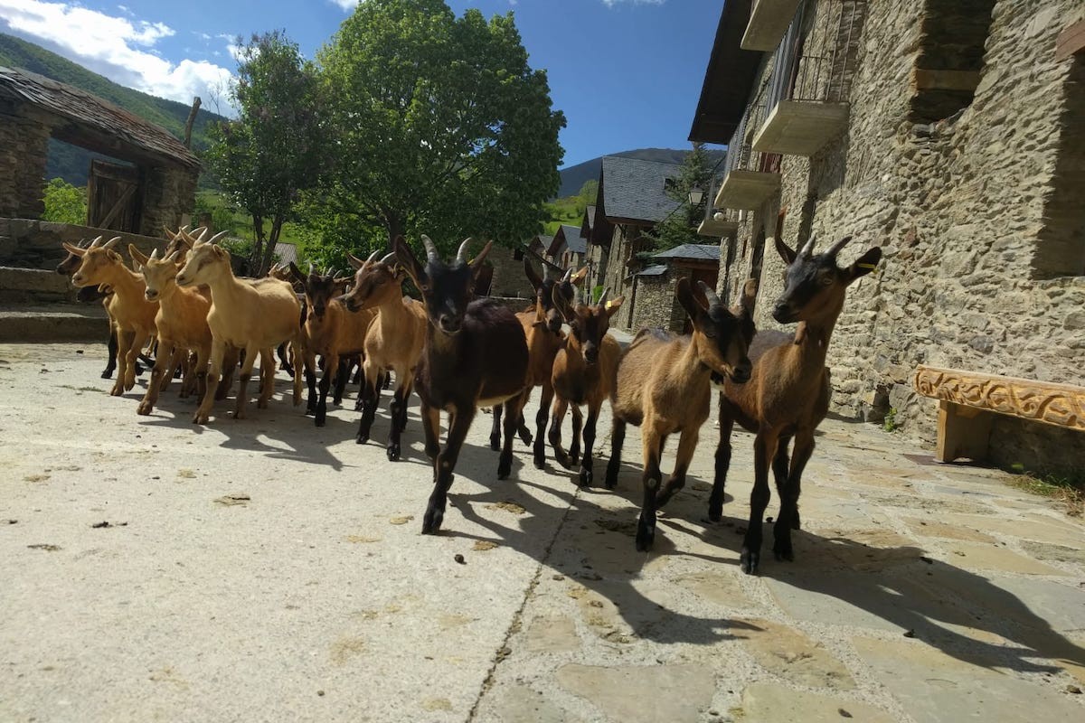 Imatge d'un ramat de cabres pallareses
