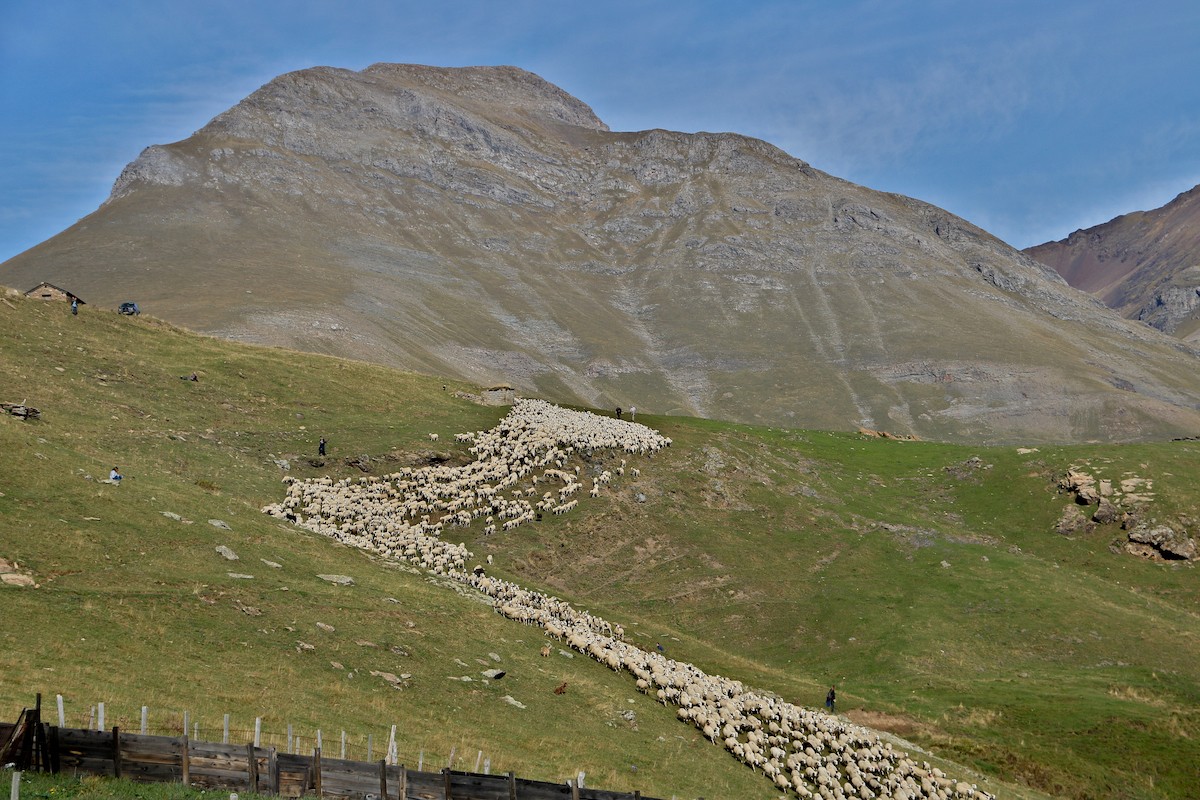 Imatge d'un ramat d'ovelles a la muntanya de Llessui