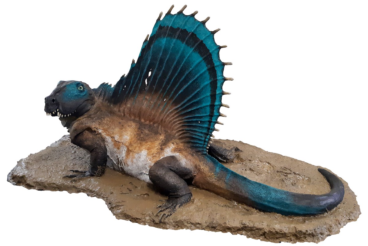 El Dimetrodon, un rèptil que va habitar les terres de Lleida fa 270 milions d’anys