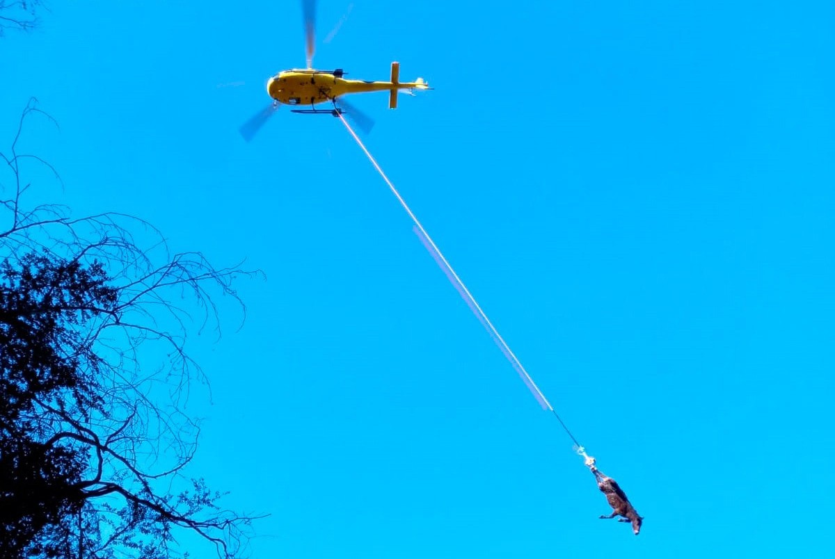 L'helicòpter traslladant un dels animals morts