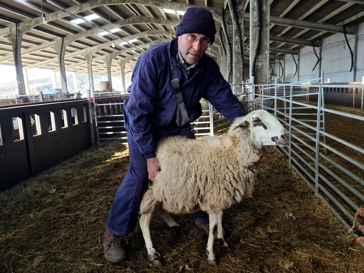 El ramader d'Aguiró amb l'ovella que va patir l'atac del llop