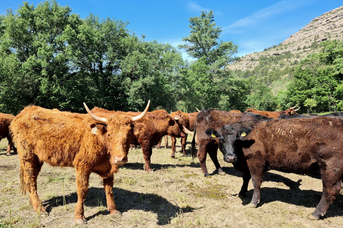 Un ramat de vaques de Cal Tomàs