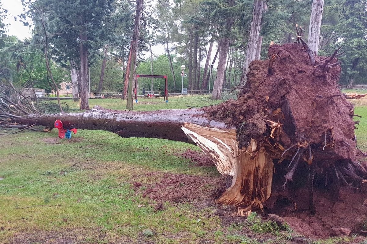 Imatge d'un arbre caigut al parc del Pinell de Tremp