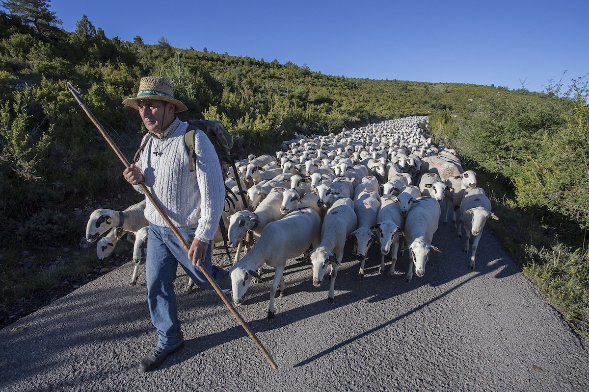 Imatge d'un pastor amb les seves ovelles