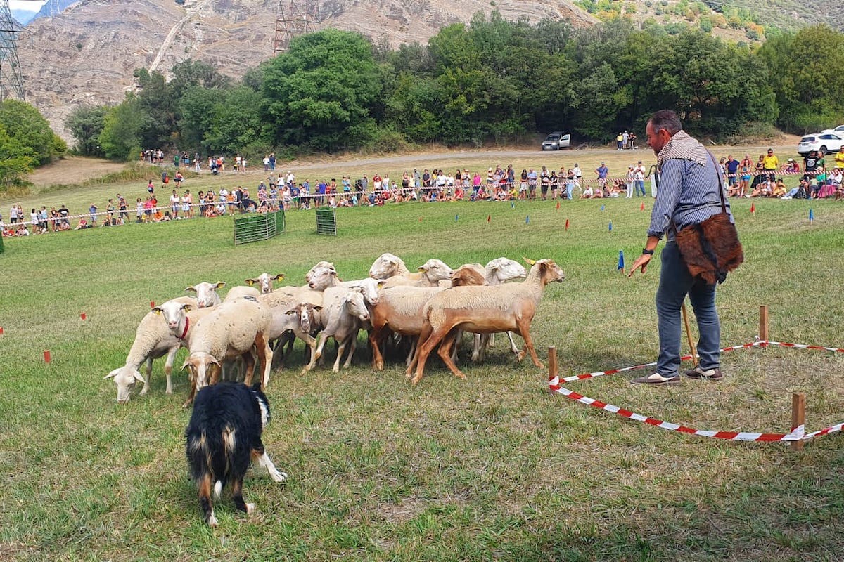 Un pastor donant indicacions al seu gos durant el concurs