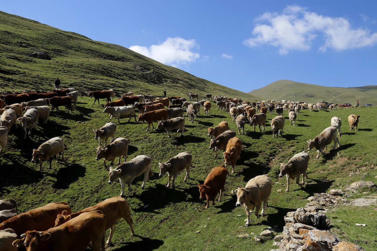 Les vaques baixant de la muntanya de Llessui