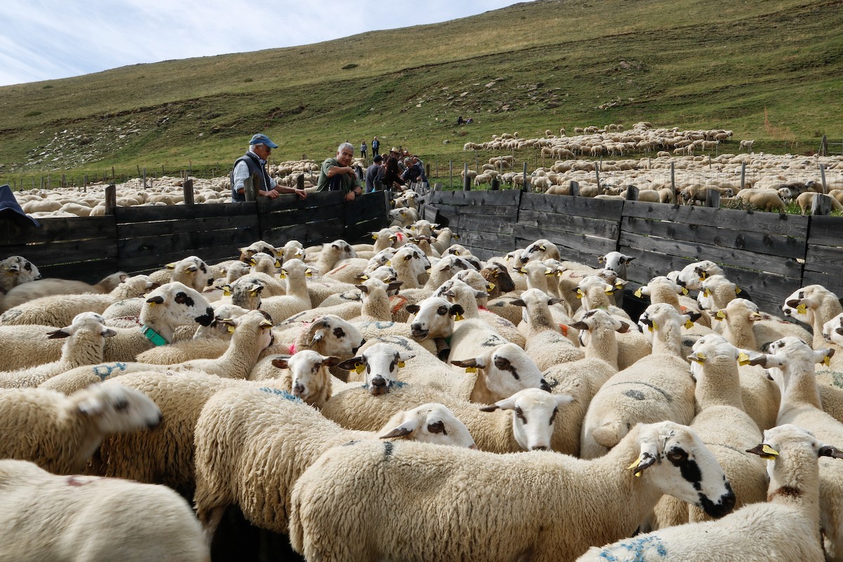 Un ramat d'ovelles a la muntanya de Llessui