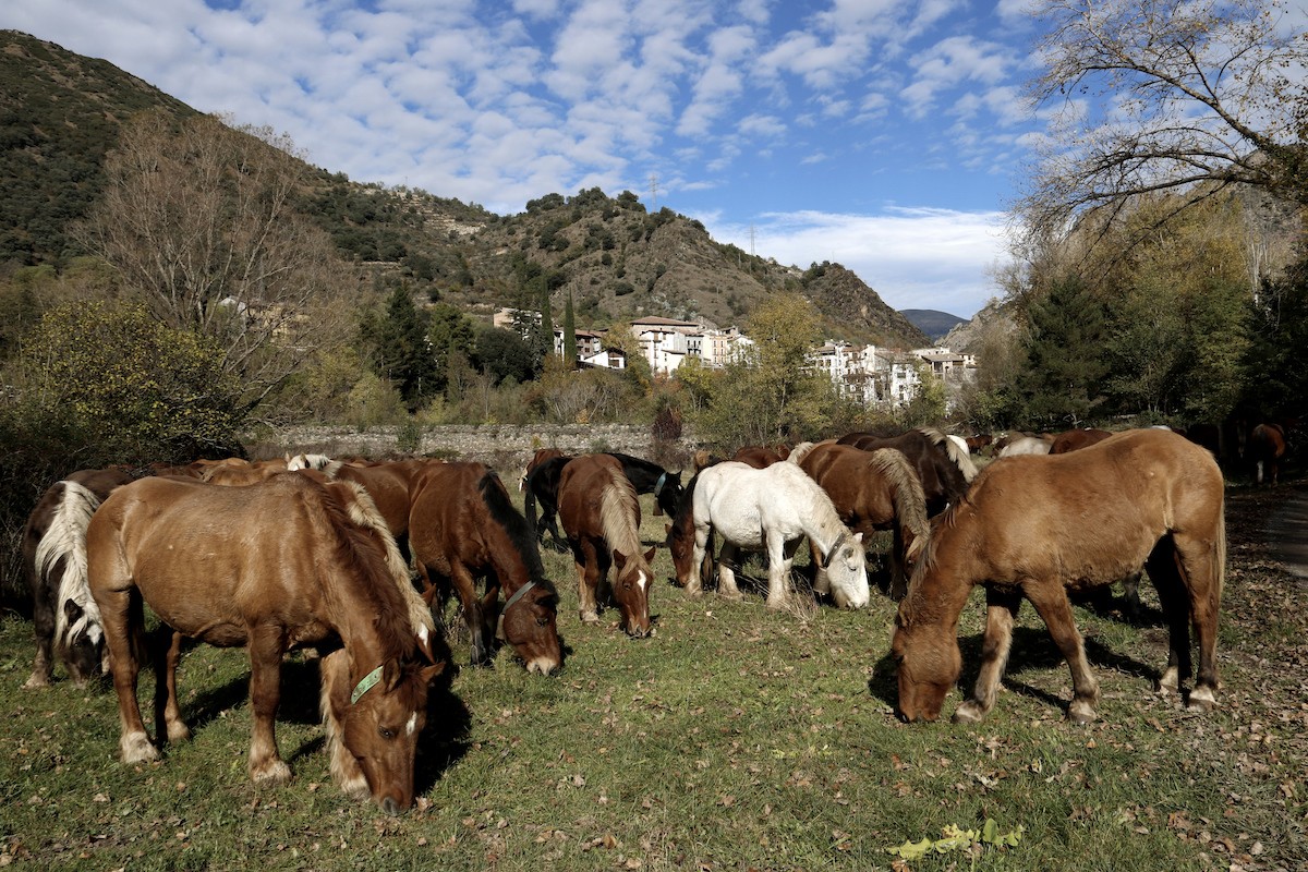 La ramaderia és un sector clau per PallarsActiu
