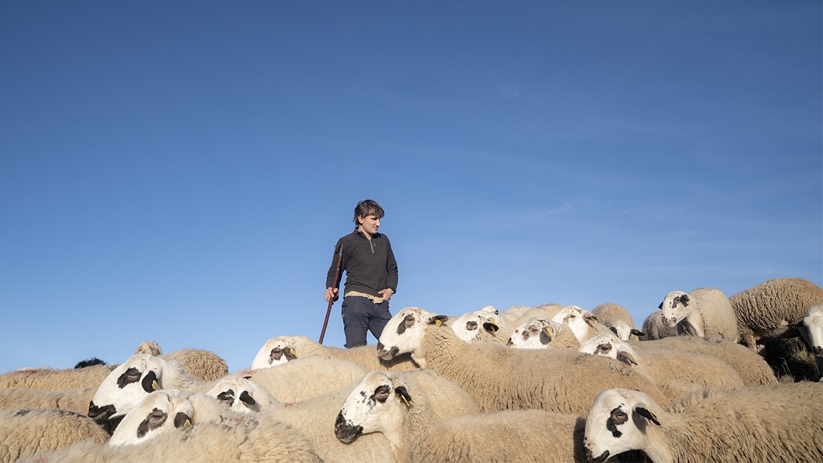 Un ramader pallarès amb les seves ovelles