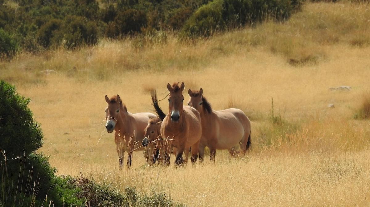 Imatge del ramat de cavalls de raça Przewalski de Boumort