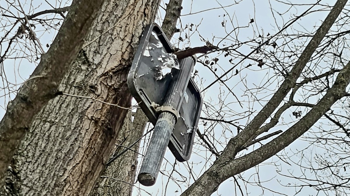 Imatge del senyal clavat a la branca d'un arbre a Sort