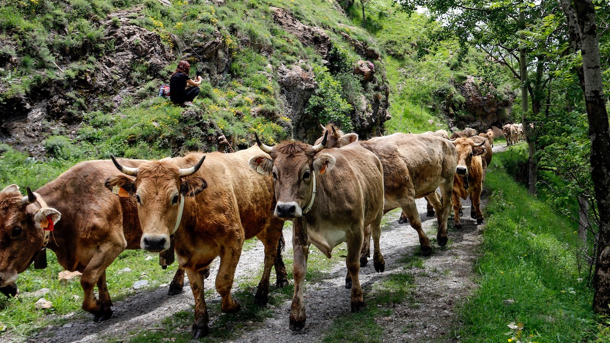 Un ramat de vaques pujant cap a la muntanya de Llessui
