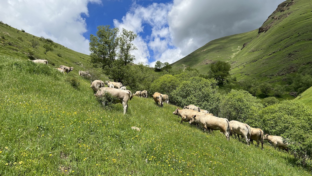 Un ramat de vaques a la muntanya de Llessui