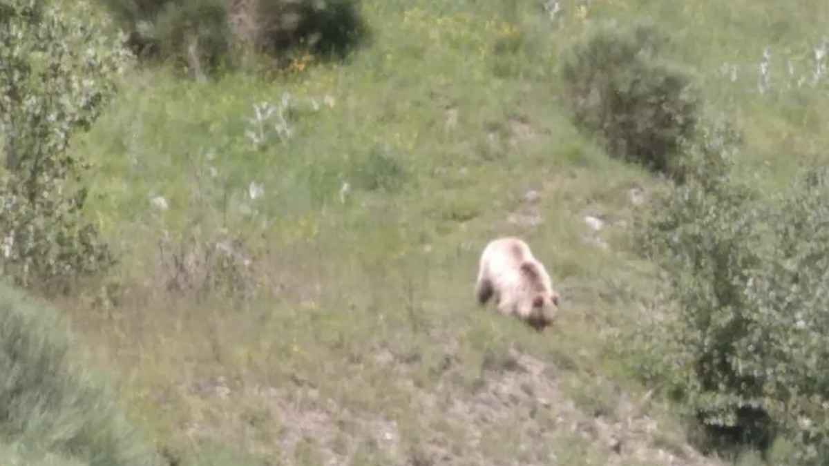 Captura del vídeo on es veu l'os al costat de la carretera