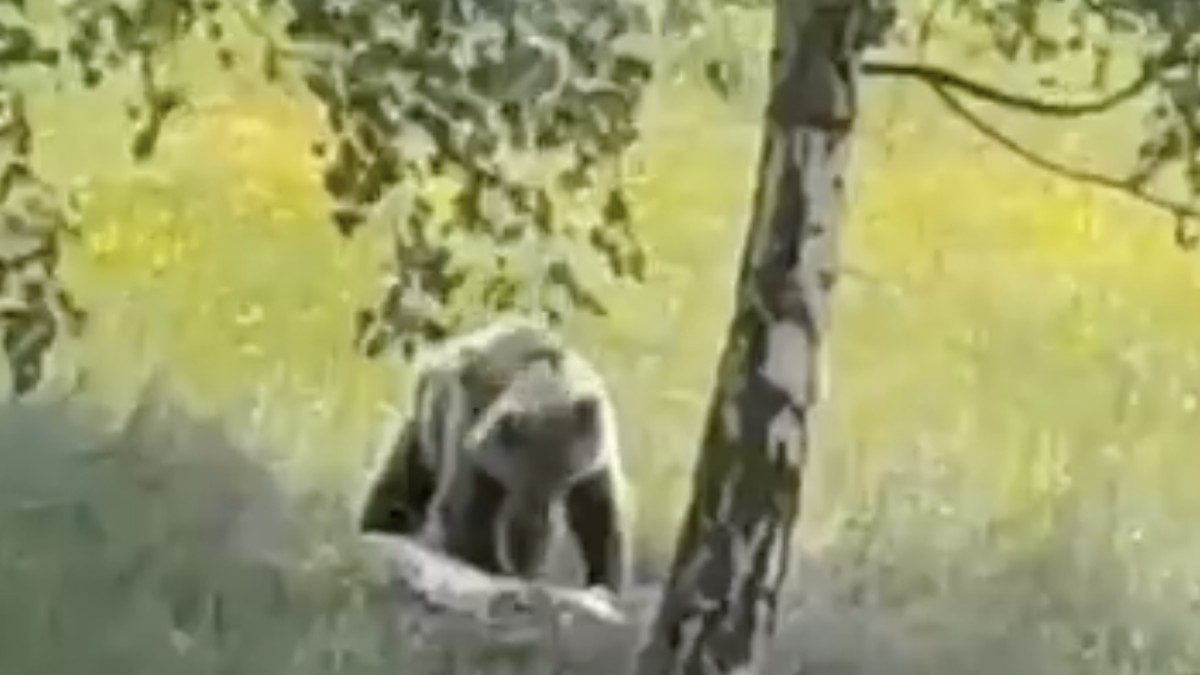 Captura del vídeo on es pot veure l'os menjant una carronya de daina