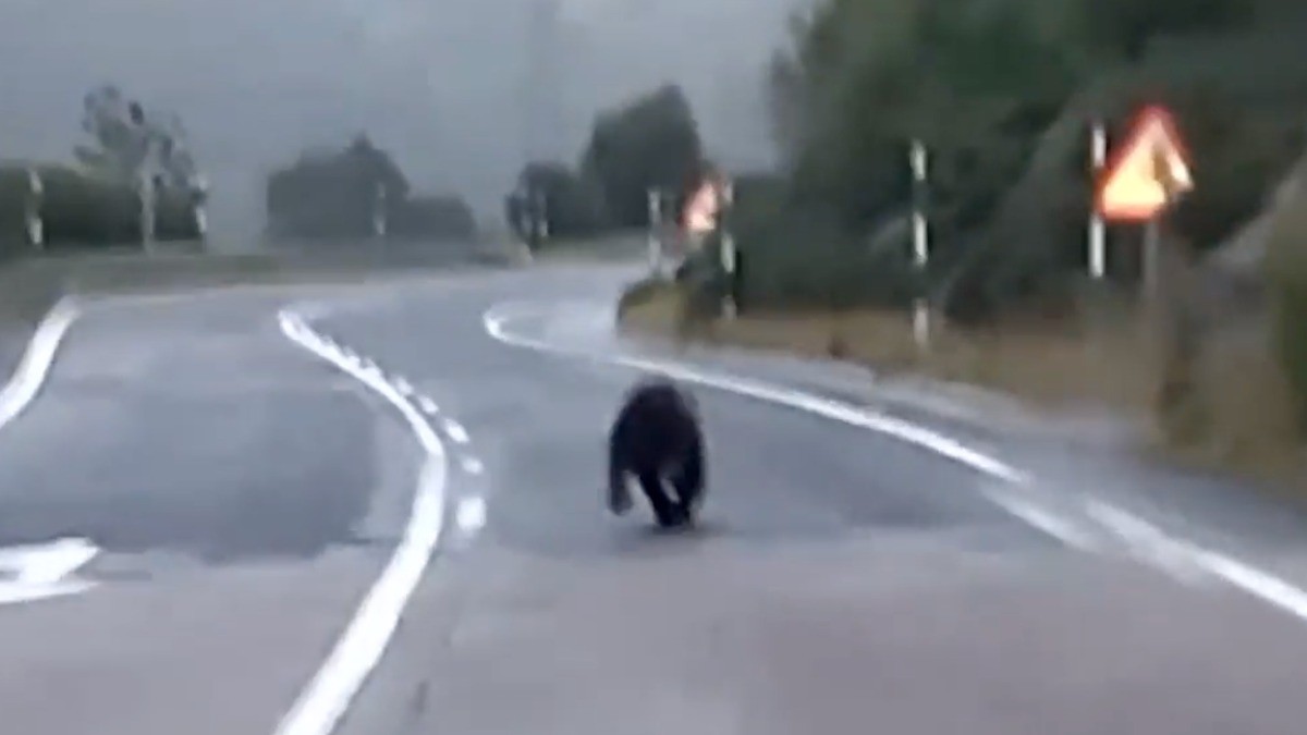 Captura del vídeo on es veu l'animal fugint per la carretera