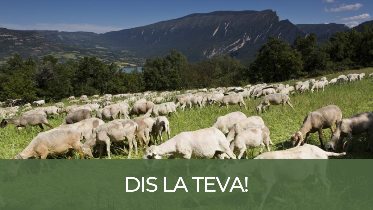 Un ramat d'ovelles pasturant al Pallars Jussà