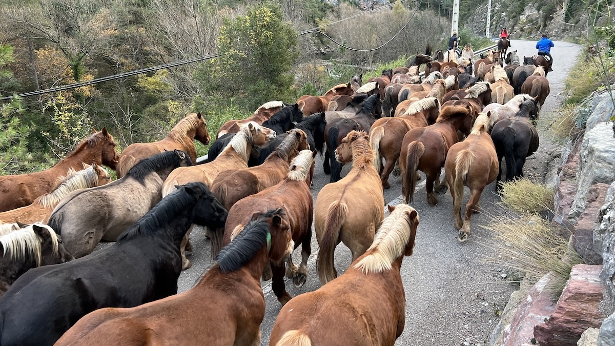 Un centenar de cavalls baixant del Pallars Sobirà al Jussà en transhumància el passat mes de novembre