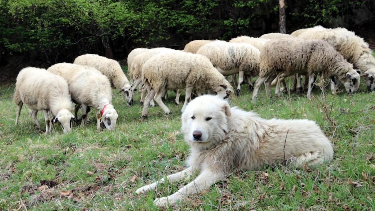 Primer pla d'un gos de protecció de ramats amb les ovelles al fons