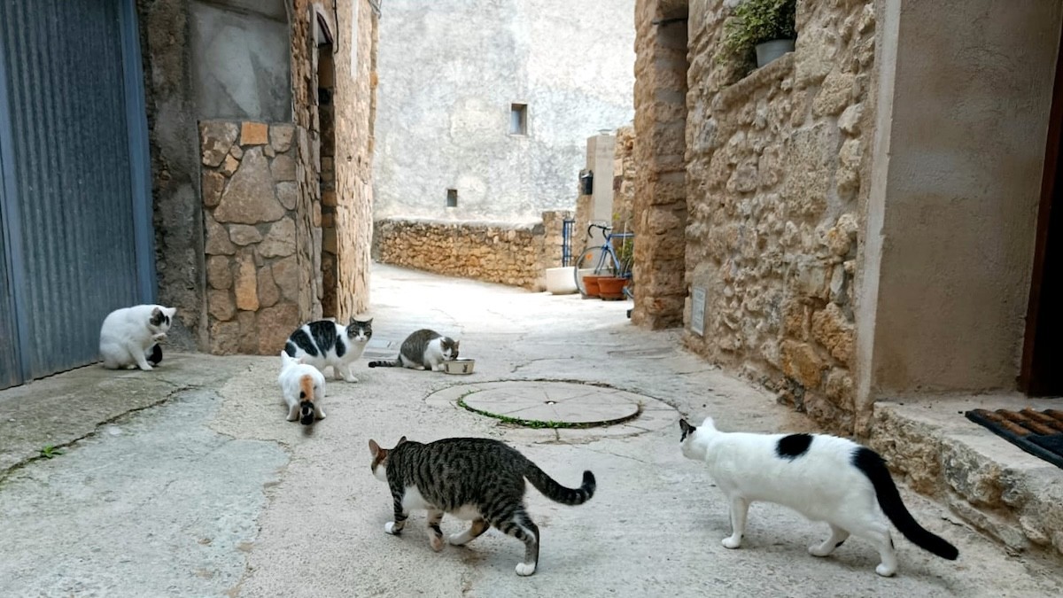 Mitja dotzena de gats en un carrer d'Isona