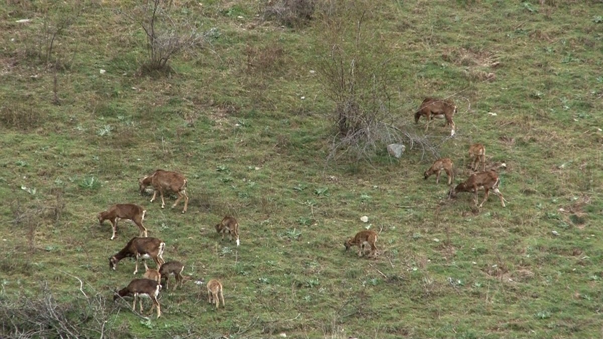 Un ramat de muflons pasturant prop del poble de Norís