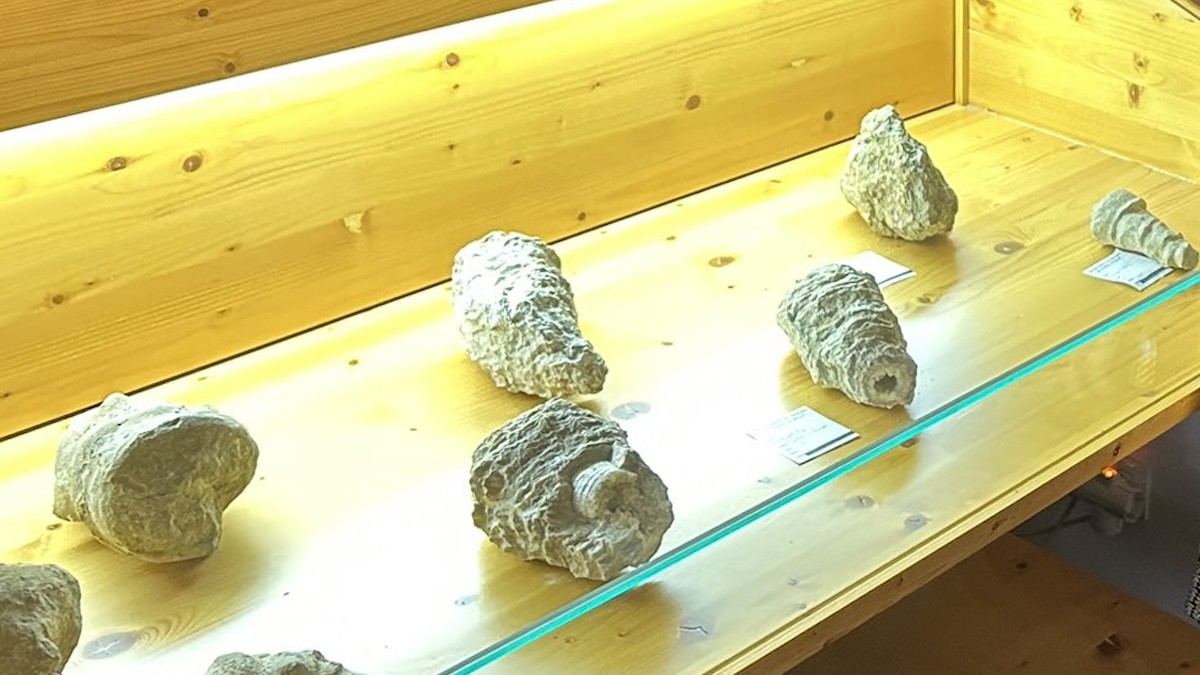 Alguns dels fòssils exposats a la Rectoria de Llimiana