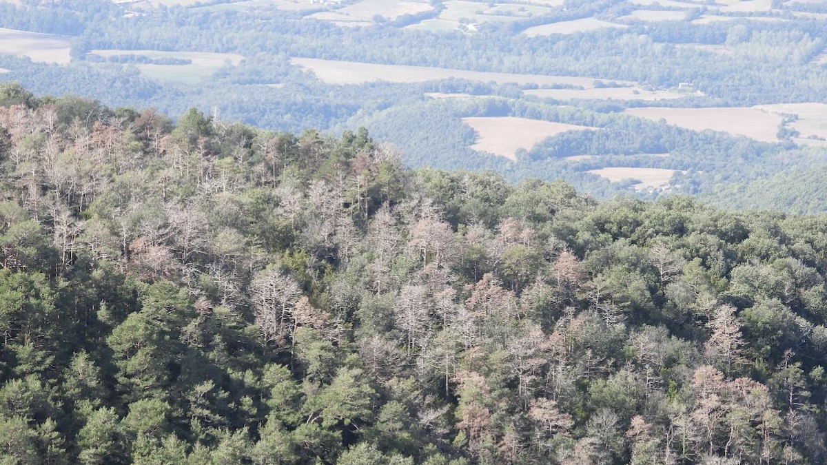 Vista d'un bosc en una imatge d'arxiu