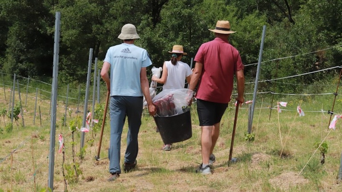La recuperació i replantació de les varietats s'ha fet conjuntament amb l'Institut Català del Vi