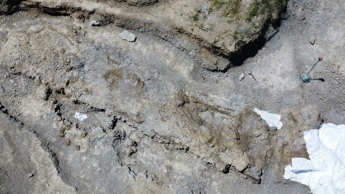 Imatge del possible coll de titanosaure trobat al Pallars