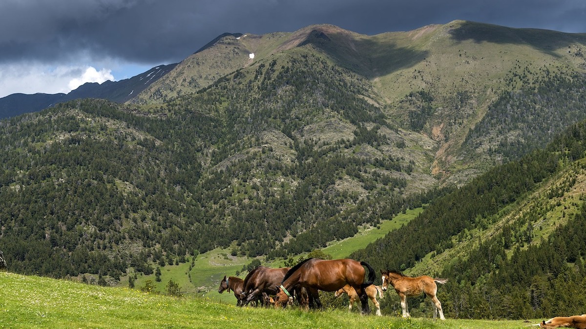Uns cavalls a la muntanya de Tor