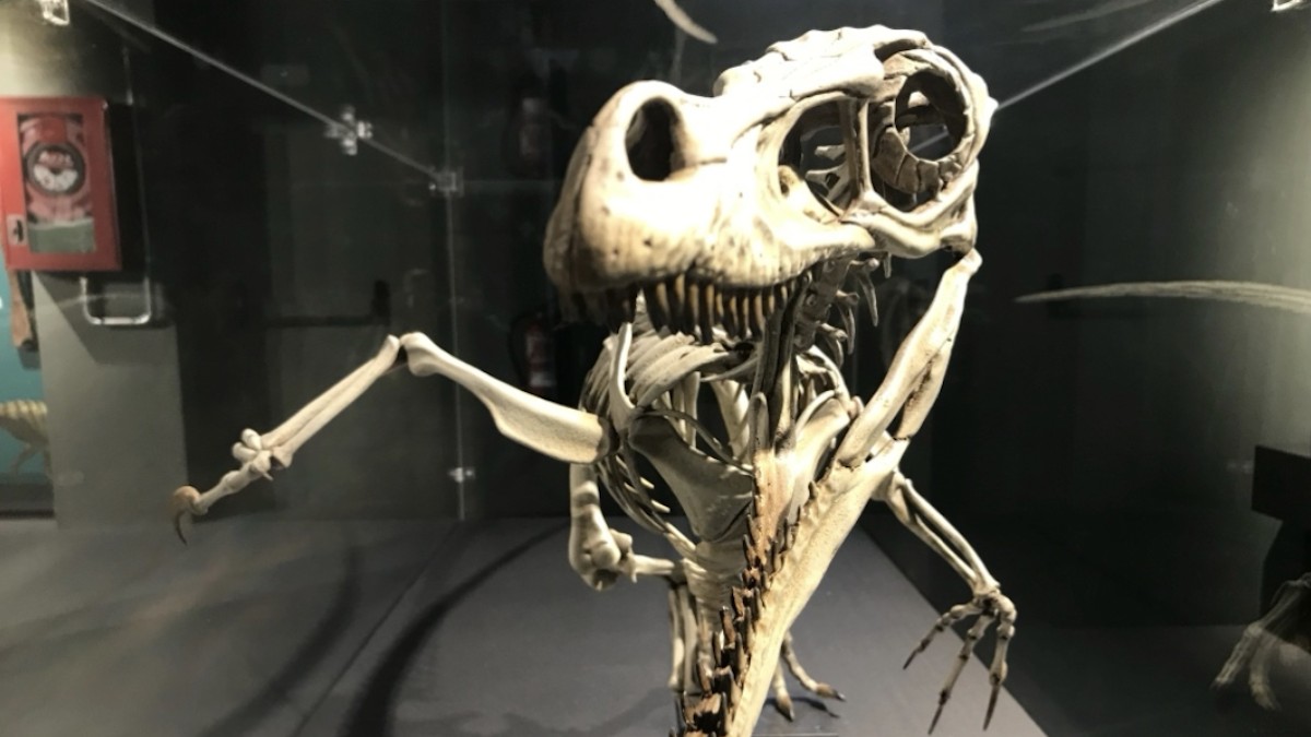 L'esquelet d'un dinosaure