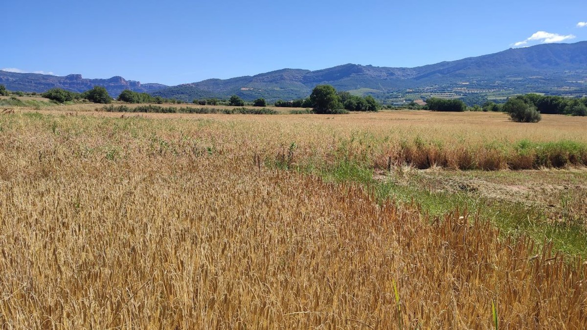 Imatge d'una de les parcel·les experimentals de PallarsActiu