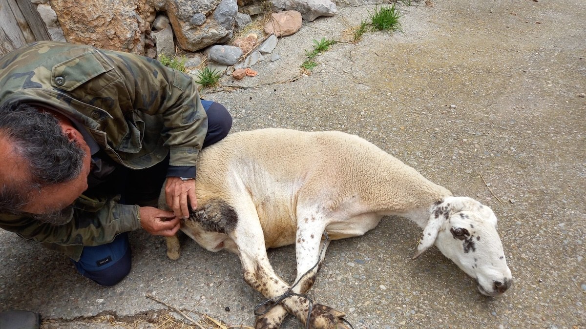Una de les ovelles ferides arran dels atacs del passat estiu