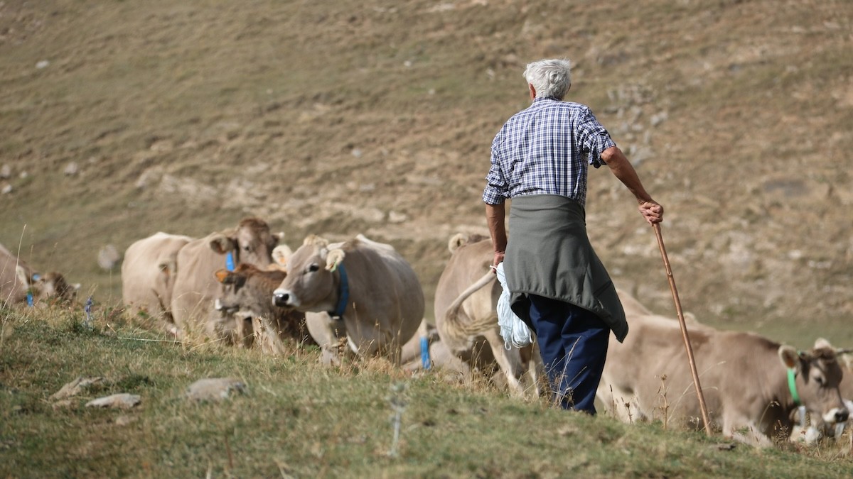 Un ramader vigilant vaques a la muntanya de Llessui