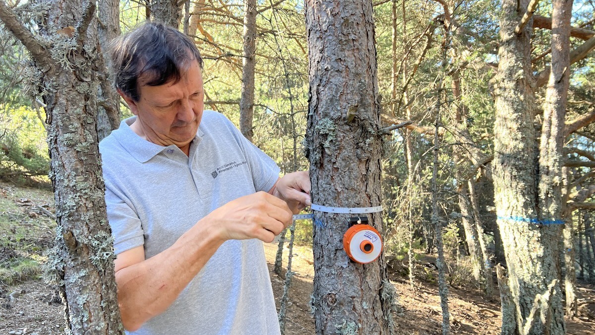 Un enginyer forestal mesurant un arbre d'una parcel·la