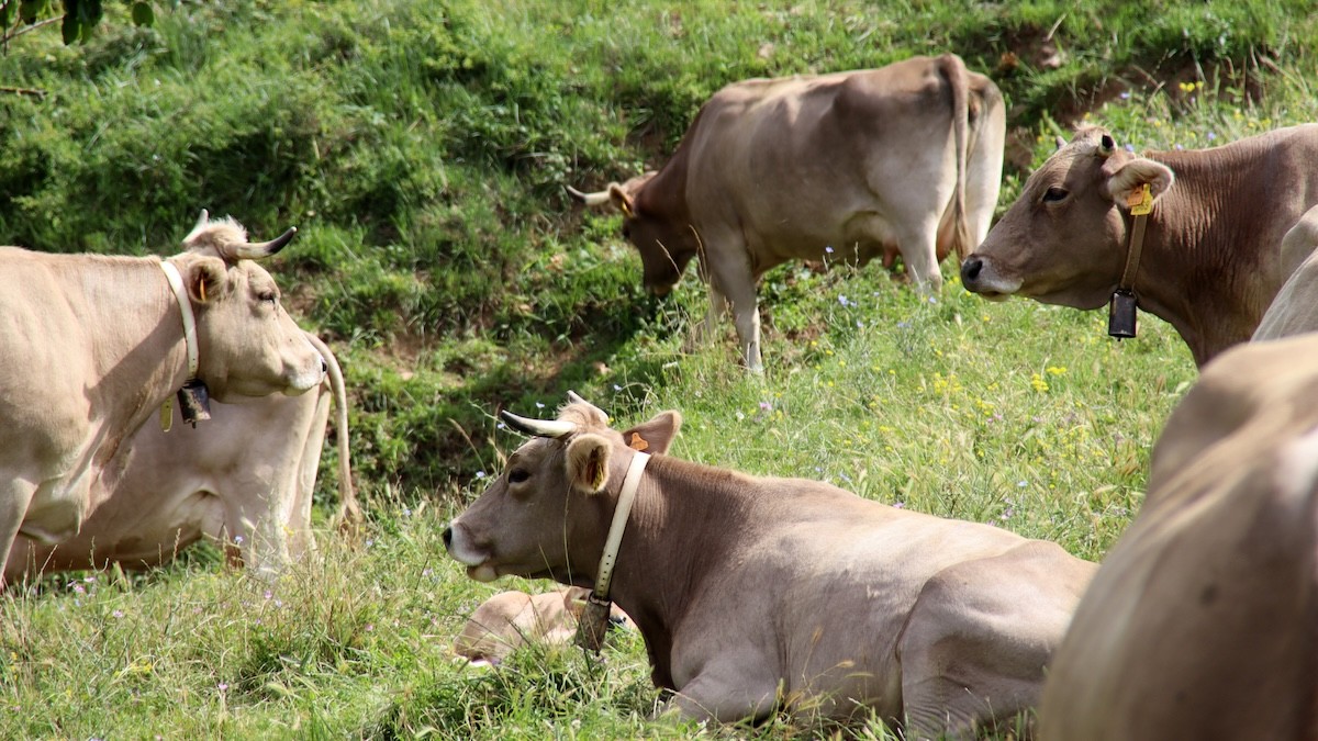 Un ramat de vaques en un prat, en imatge d'arxiu