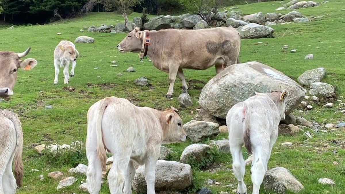 Un ramat de vaques del Pallars Sobirà