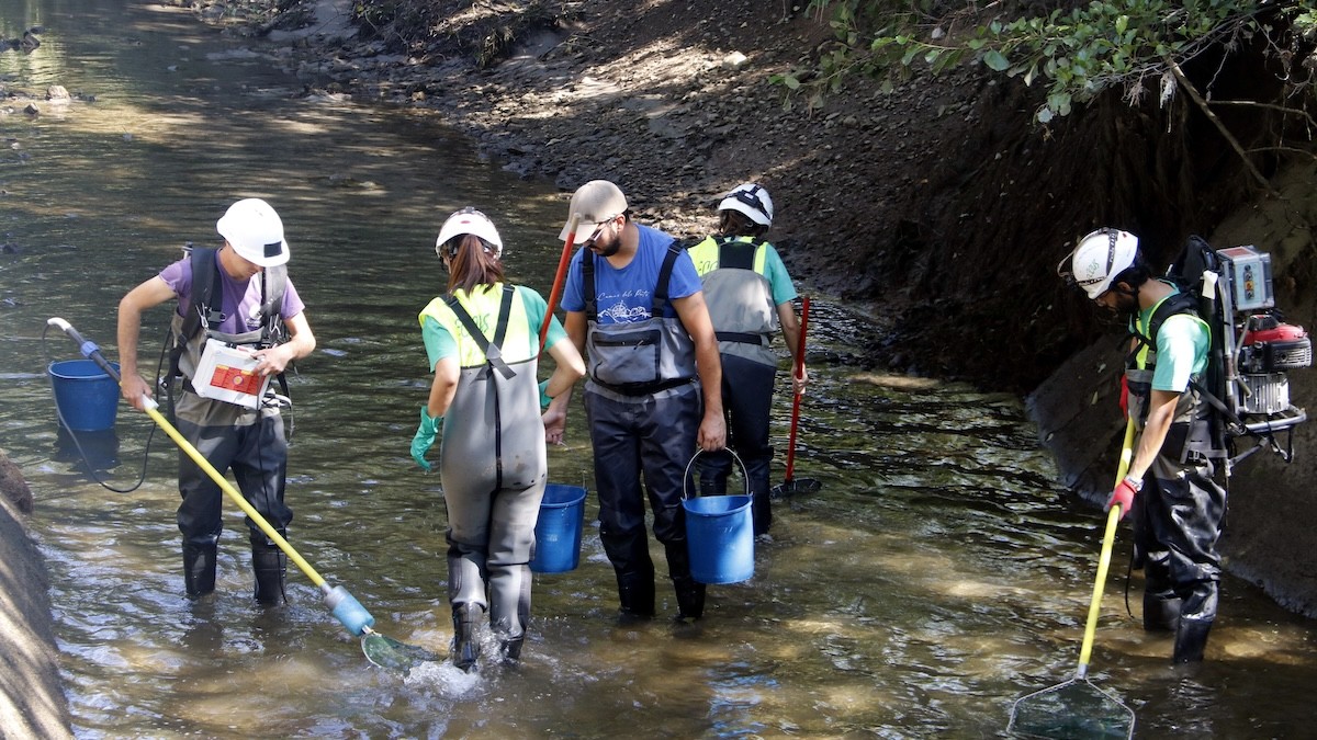 Tècnics especialitzats rescatant els peixos al canal de Sossís
