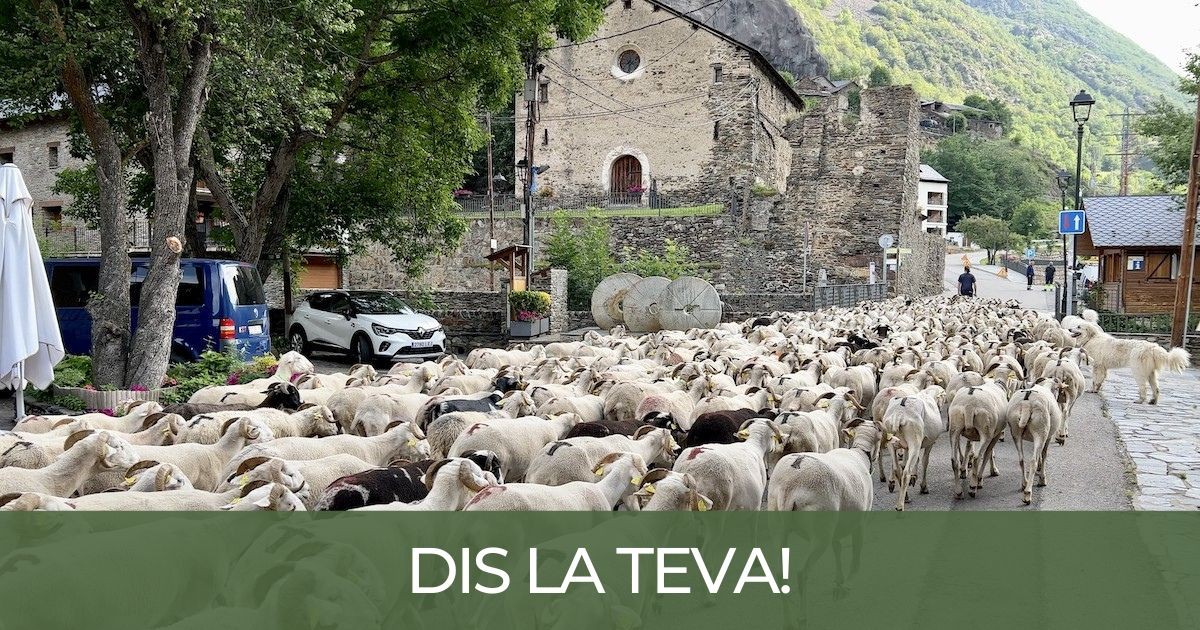 Una ramada d'ovelles del Pallars en una imatge d'arxiu