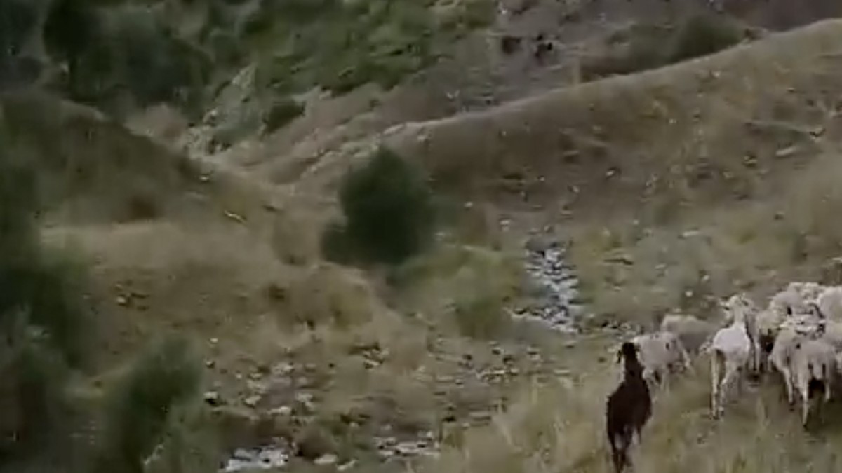 Fotograma del vídeo on es veu el ramat en primer pla i els tres ossos fugint
