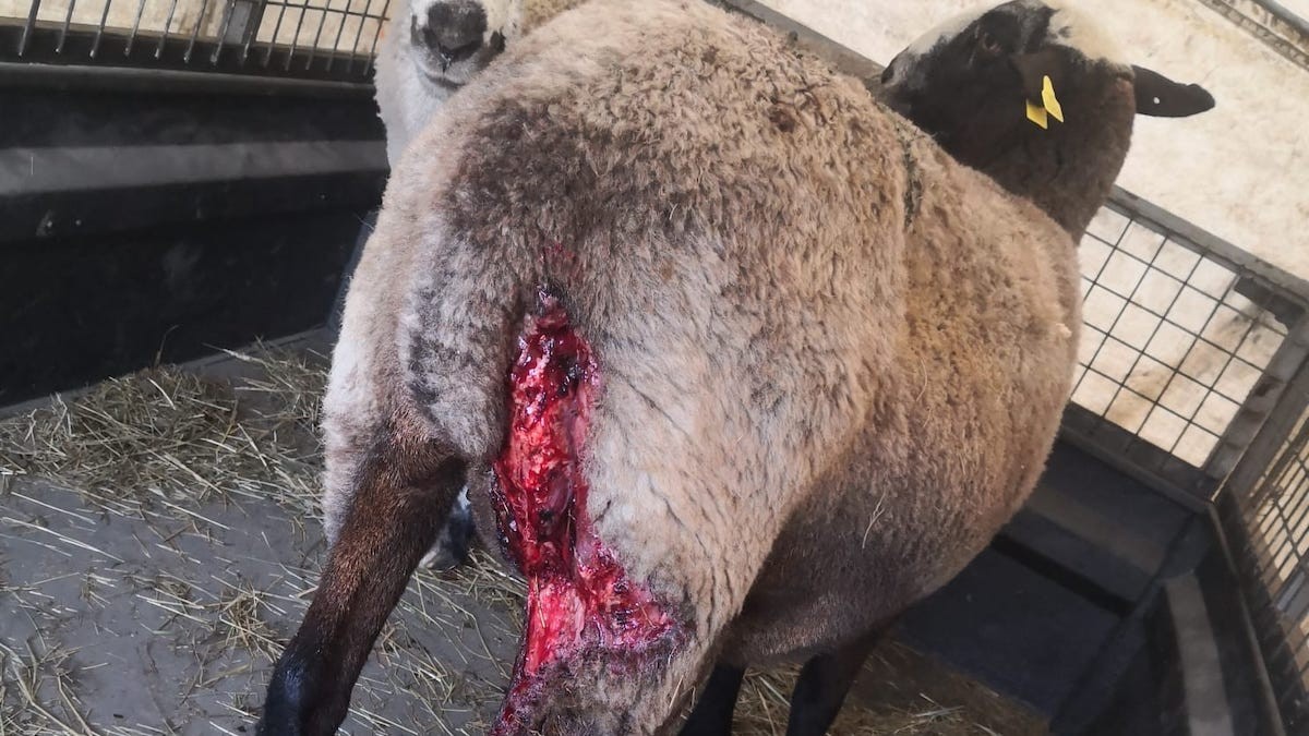 Detall de la ferida d'una de les ovelles del pastor
