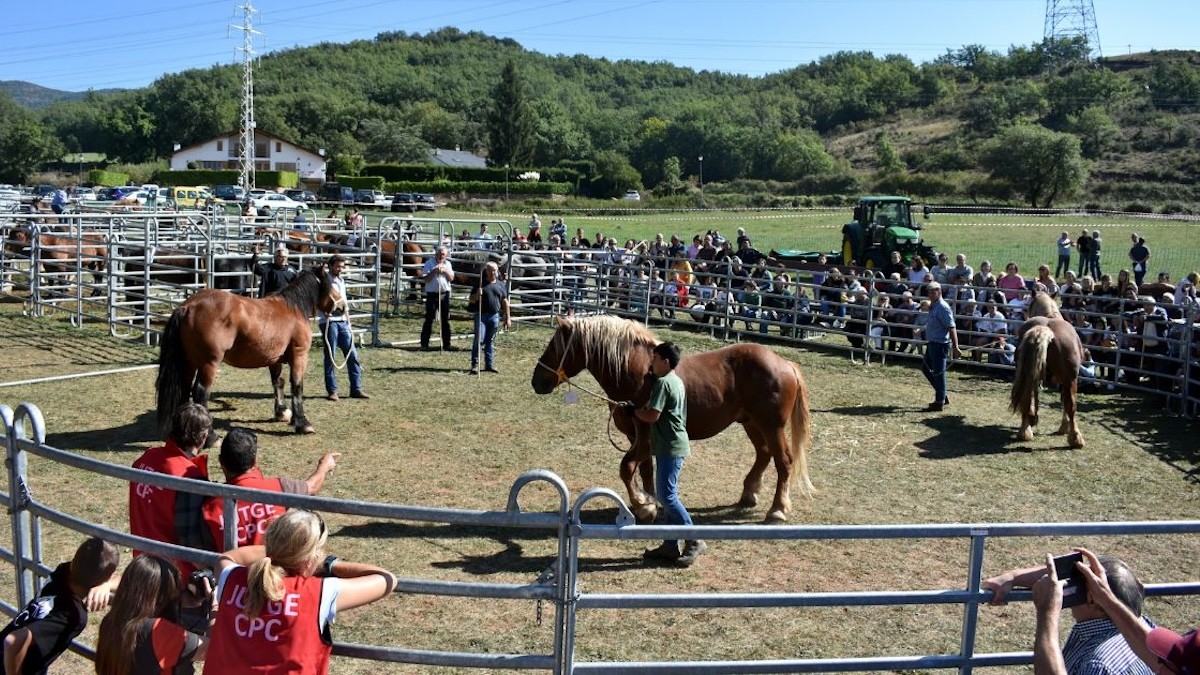 El Concurs de Cavall Pirinenc serà un dels plats forts de la fira ramadera