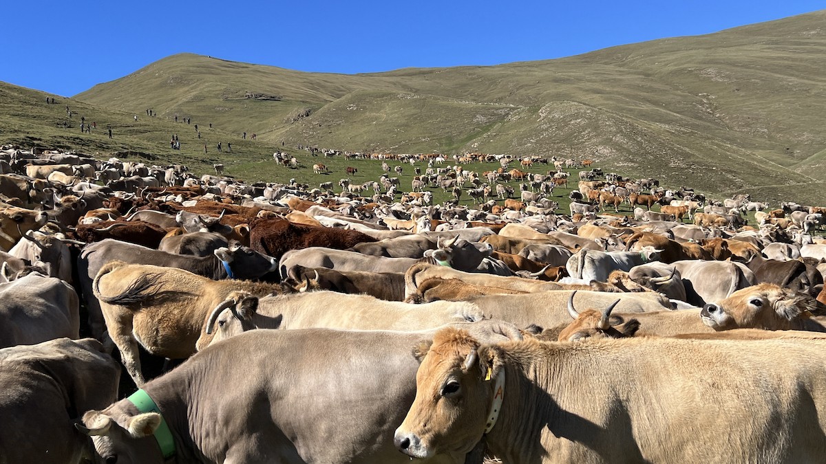 El sector primari continua retrocedint clarament a les comarques pallareses