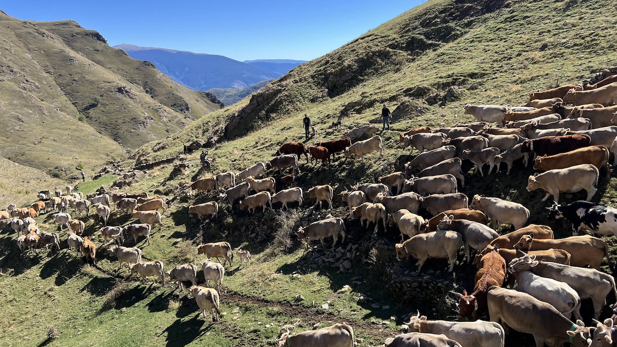 Tria de les ramades de vaques a la muntanya de Llessui