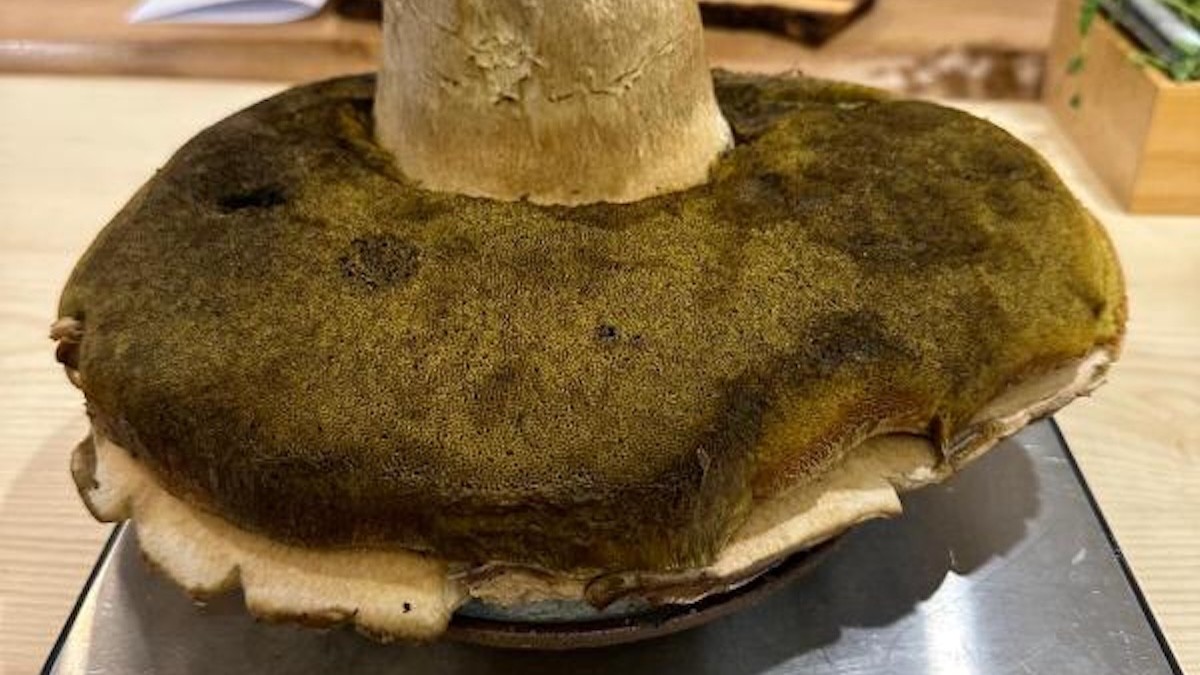 Imatge del cep de dos quilos