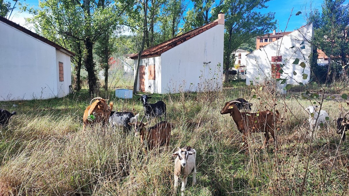 El ramat de cabres pasturant per la zona de bungalous