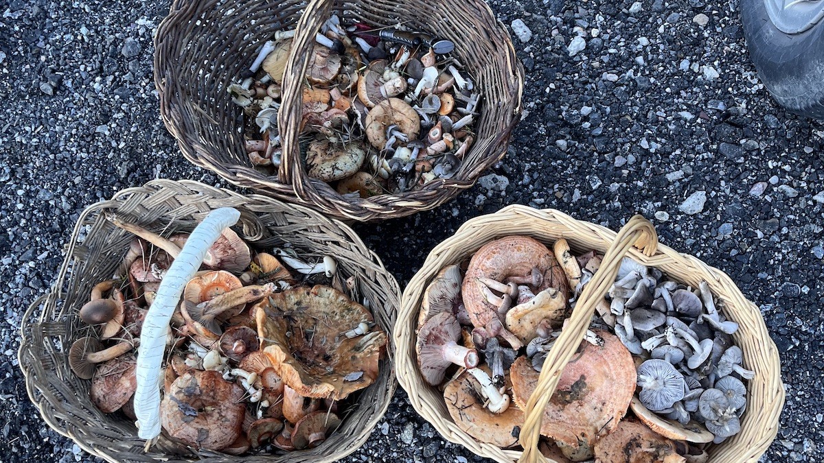 Tres cistelles de bolets plenes en un bosc pallarès