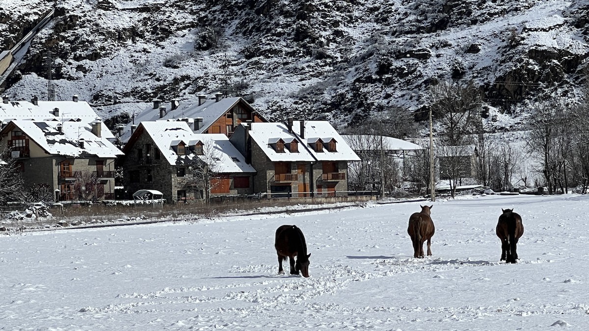 Cavalls buscant herba sota la neu a Esterri d'Àneu, en imatge d'arxiu